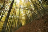 Parco Nazionale della Sila