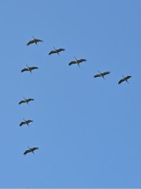 Kraniche in V-Formation, Bild: Natur Konkret