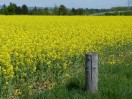 Bad Schönborn: Frühlings-Umgebung (a)